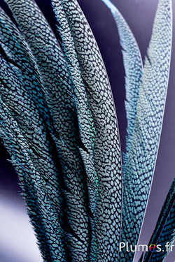 Fagiano dorato - 60-70 cm - azzurro cielo